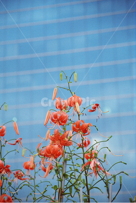 꽃,나리꽃,flowers,주황색,도시,파란색,blue