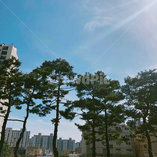 나무,소나무,하늘,푸른,파란,블루,자연,내추럴,편안한,트리,맑은