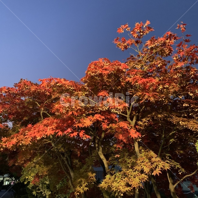 식물,나무,자연,plant,leaf,잎,tree,maple,단풍,가을,계절,fall,autumn,season