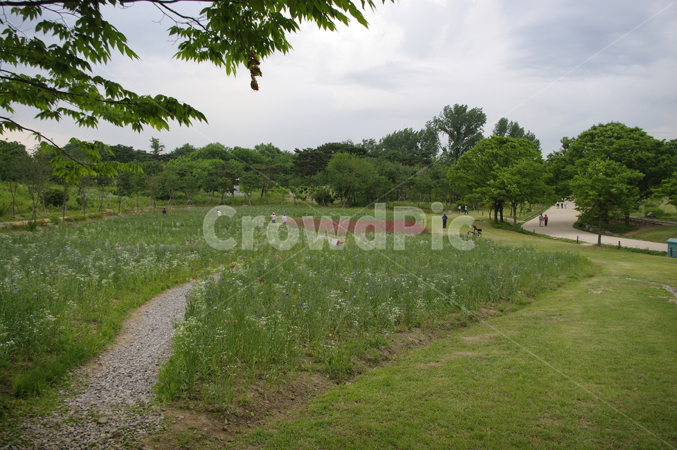 꽃밭,풍경,꽃,flower,식물,plant,자연,nature,숲