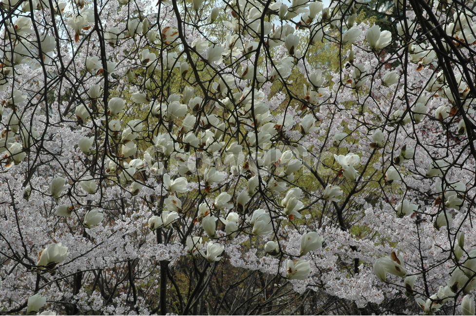 목련,백목련,kobusmagnolia,토종목련,꽃,식물,자연,plants,nature,꽃,flower