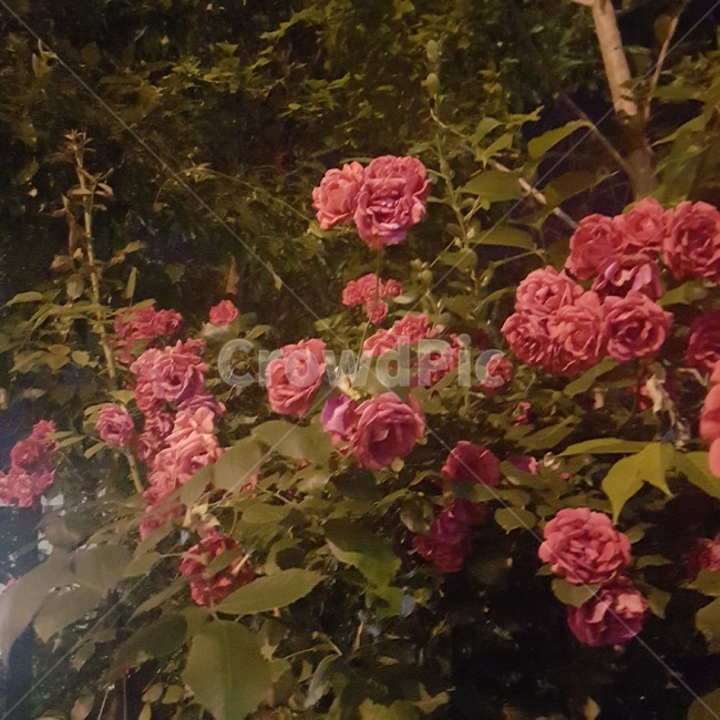 장미,밤,밤산책,로맨틱,꽃,식물,blossom,여름밤,summer,summermidnight,plant,flower