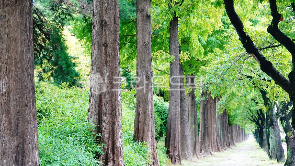 메타스퀘어길,메타스퀘어나무,나무,길,식물,나무줄기,자연,옥외,metascareroad,metascare,tree,plant,treetrunk