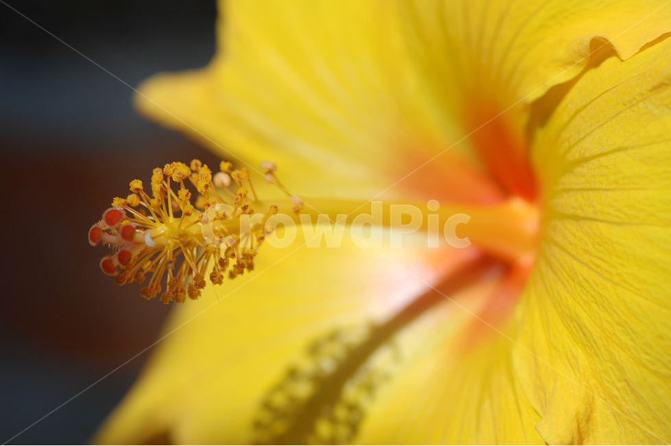 자연,꽃,플라워,뷰티,접사,식물,자연,plants,nature,꽃,flower