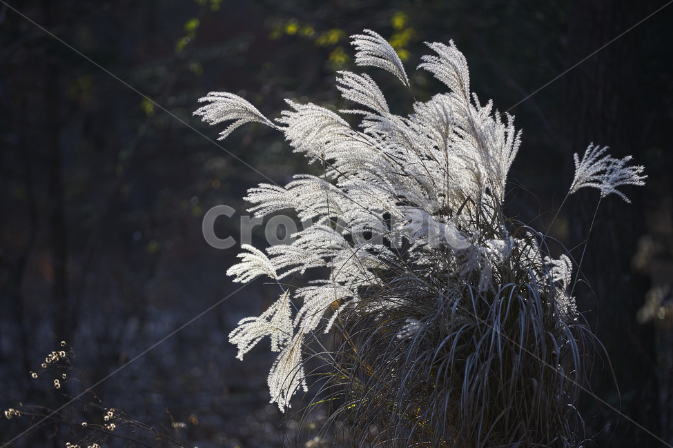 갈대,가을,잎,식물,plant,가을,계절,fall,autumn,season