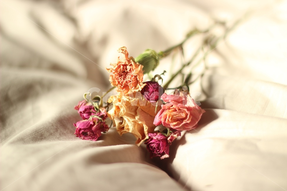 꽃,꽃꽂이,이쁜사진,드라이플라워,핑크,감성사진,정물화,flower,식물,빛,sunlight,햇빛,장미,이불,dryflower,분홍색