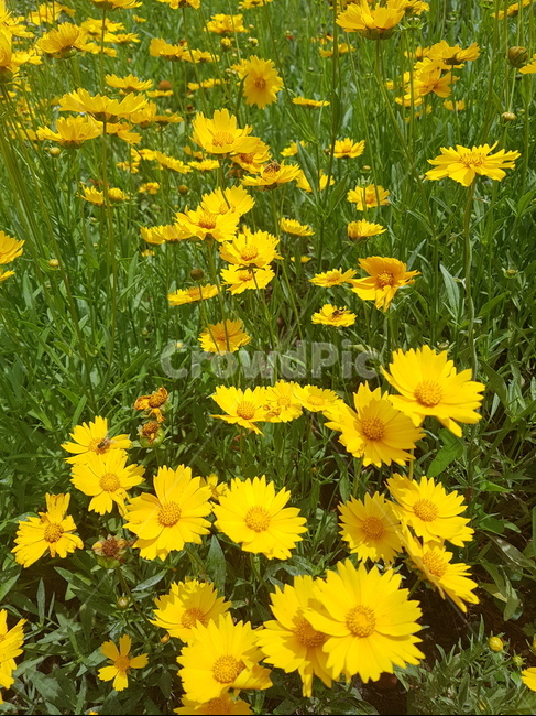 꽃,들꽃,flower,wildflower,꽃잎,petal,floralleaf