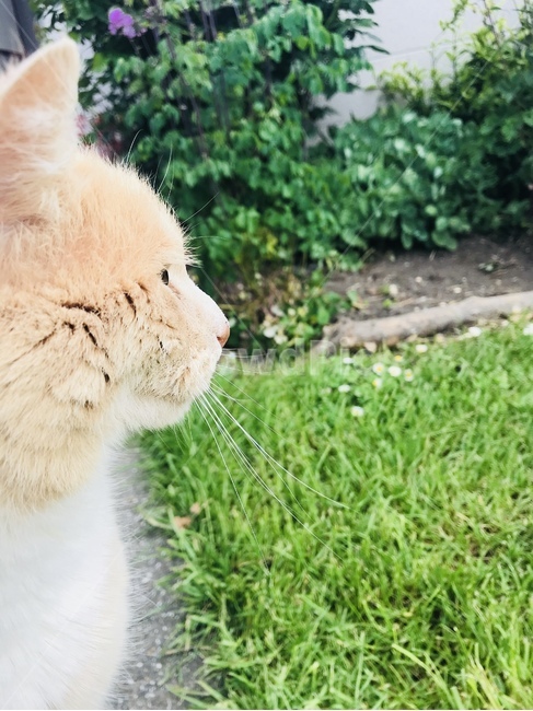 고양이,길고양이,옆모습,개냥이,동물,동물,animal,포유류,mammal,고양이,cat,kitten,kitty