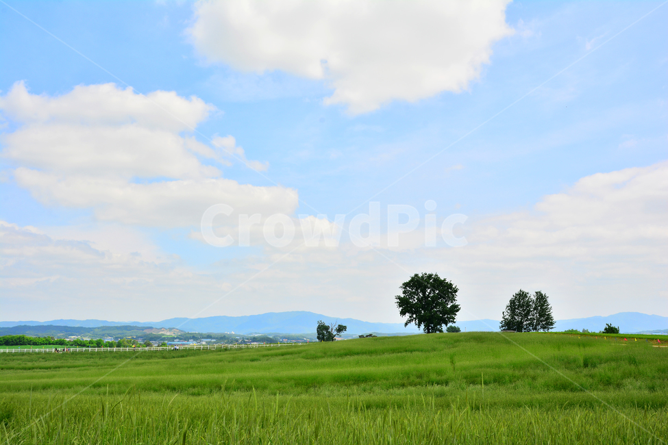 June,country,In May,wheat field road,cloud,path,Field,healing,plantation,grass,green wave,plains,season,meadow,sky,rest,ranch road,greenfield,green,green day,clear,unending,grassland,outdoor,cornfield,field,Farm,vast,greenfields,I want to walk,rye field