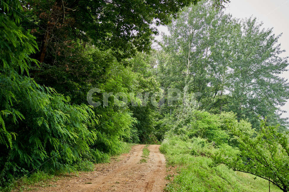 길,나무,숲,도로,자연,녹색,green,forest,road,오후,자연,풍경,nature,landscape,gravel,자갈,dirt road,흙길,ground,바닥