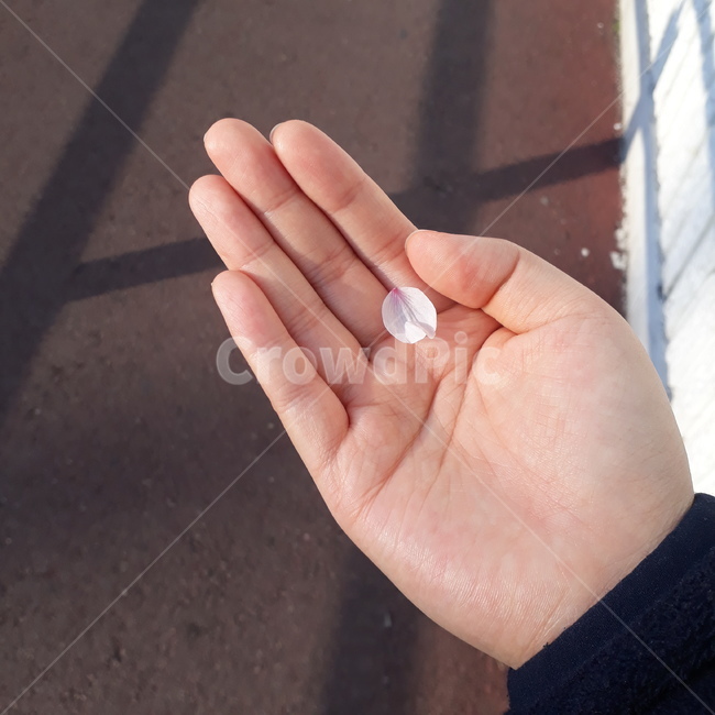 벚꽃,벚꽃엔딩,소원,꽃잎,손,봄,계절,spring,season,꽃,flower,hand