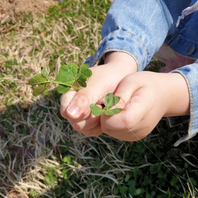 네잎클로버,clover,아이손,자연,행복,행운,아이,싱그러움,봄,leaf,잎,plant,식물,human,인간,person,사람