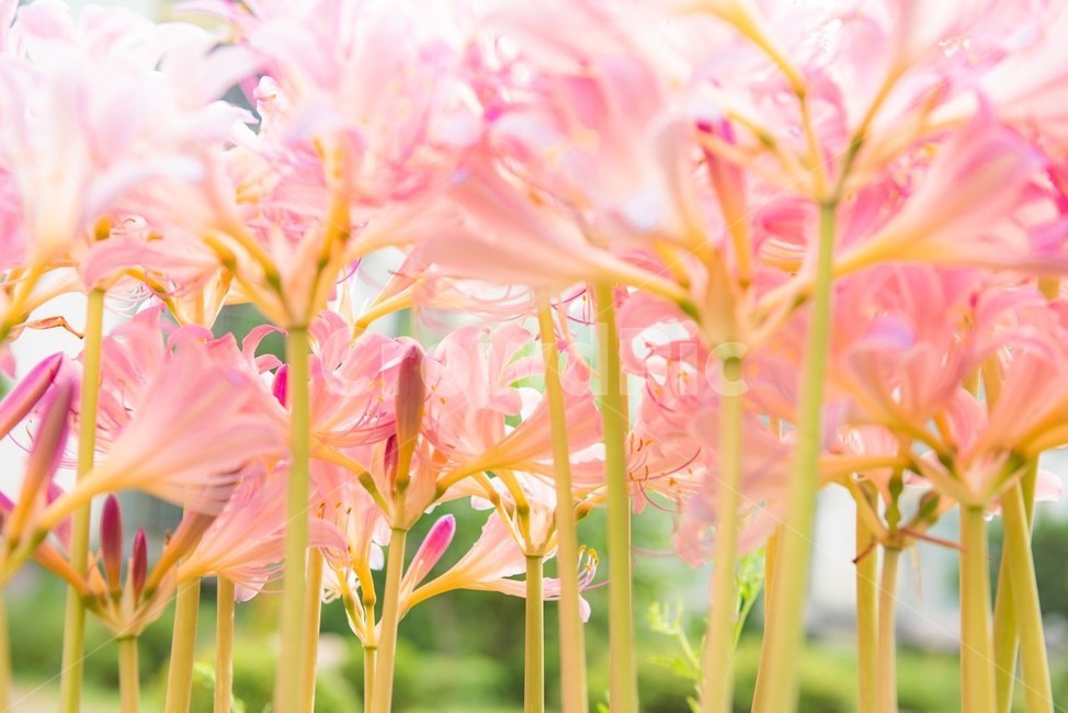 꽃,사상화,화단,화원,원예,식물,자연,화사한,flower,풀,봄,계절,spring,season,식물,자연,plants,nature,꽃,flower,plant