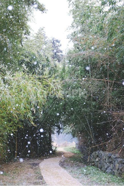 snow,snap,landscape,color,green,색감,스냅,눈,눈사진,대나무숲,산책로,산책,park,colorful,겨울,계절,winter,season,자연,풍경,nature,landscape
