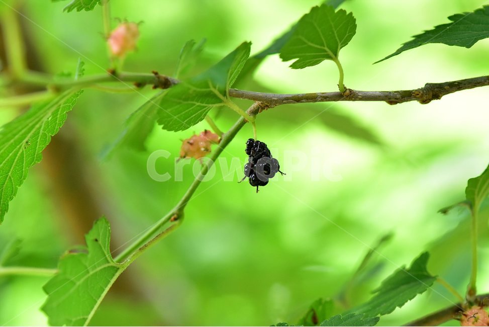 산뽕나무,열매,야생화,꽃,식물,자연,생태,플라워,flower,plants,nature,식물,자연,plants,nature,과일,열매,fruit