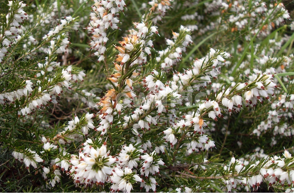뜰꽃,꽃,영국,스코틀랜드,스트란라,바닷가,해안가,봄꽃,식물,자연,plants,nature,꽃,flower