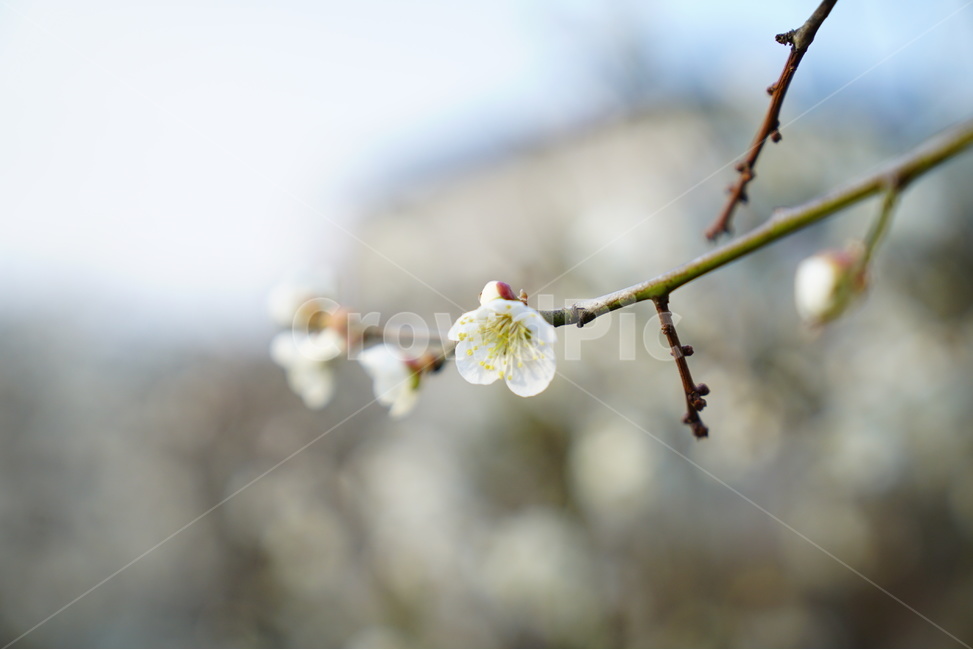 꽃,봄,벚꽃,클로즈업,꽃사진,봄,계절,spring,season,식물,자연,plants,nature,꽃,flower,plant