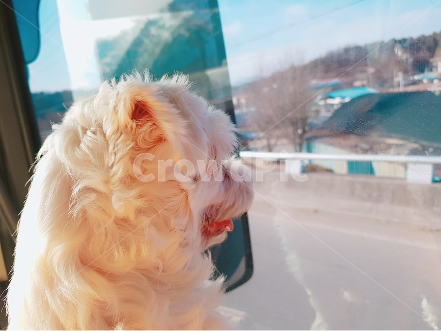 동물,풍경,강아지,드라이브,산책,동물,animal,포유류,mammal,개,강아지,dog,doggy