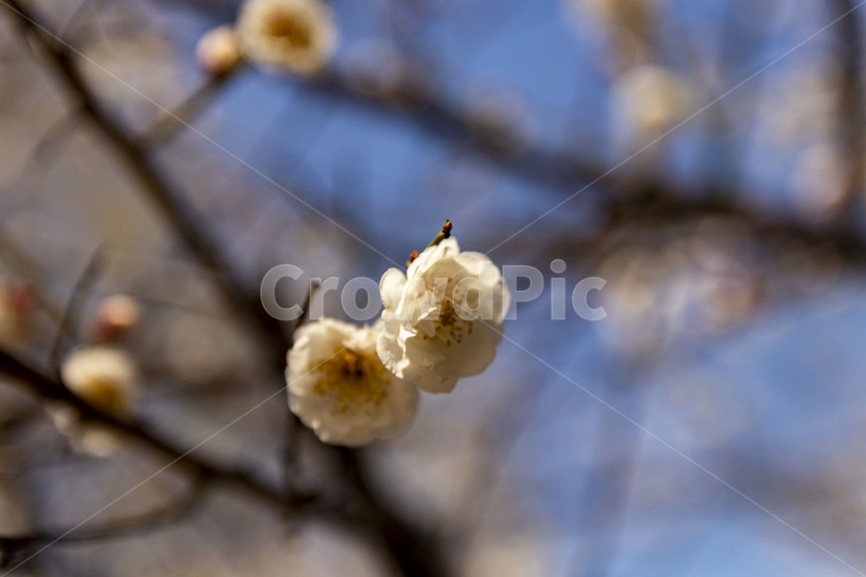 매화,매화꽃,백매화,plumblossom,whiteplumblossom,봄꽃,식물,plant,봄,계절,spring,season