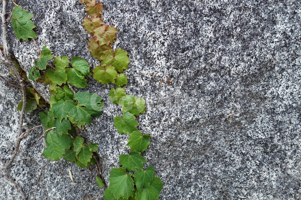 백드라운드,돌,재질,배경,background,texture,pattern,텍스쳐,질감,패턴,텍스처,블랙,회색,stone,plant,식물,담쟁이덩굴,식물,자연,plants,nature