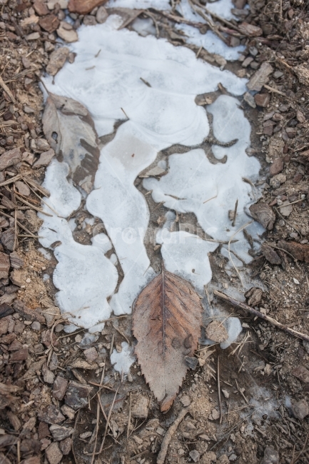 겨울,얼음,자연,winter,ice,나뭇잎,leaf,겨울,계절,winter,season