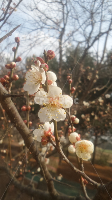 매화,매실나무,일지춘,군자향,식물,식물,자연,plants,nature,꽃,flower