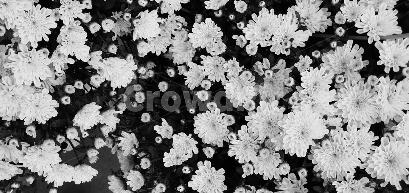 plant,꽃,flower,blossom,식물,식물,자연,plants,nature,꽃,flower