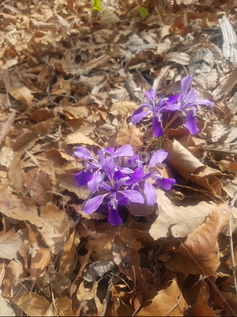 제비꽃,봄,야생화,보라색꽃,violet,wildflower