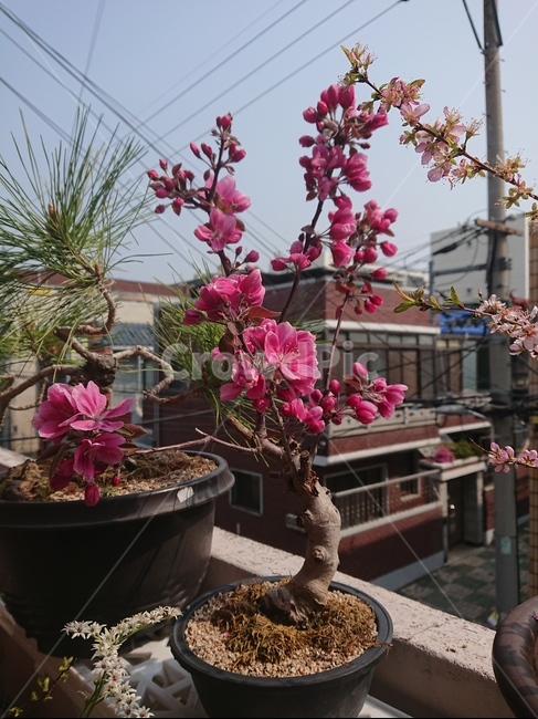 알프스오토메,꽃,화분,분재,식물,plant,실내용화초,화분,화초,house plant