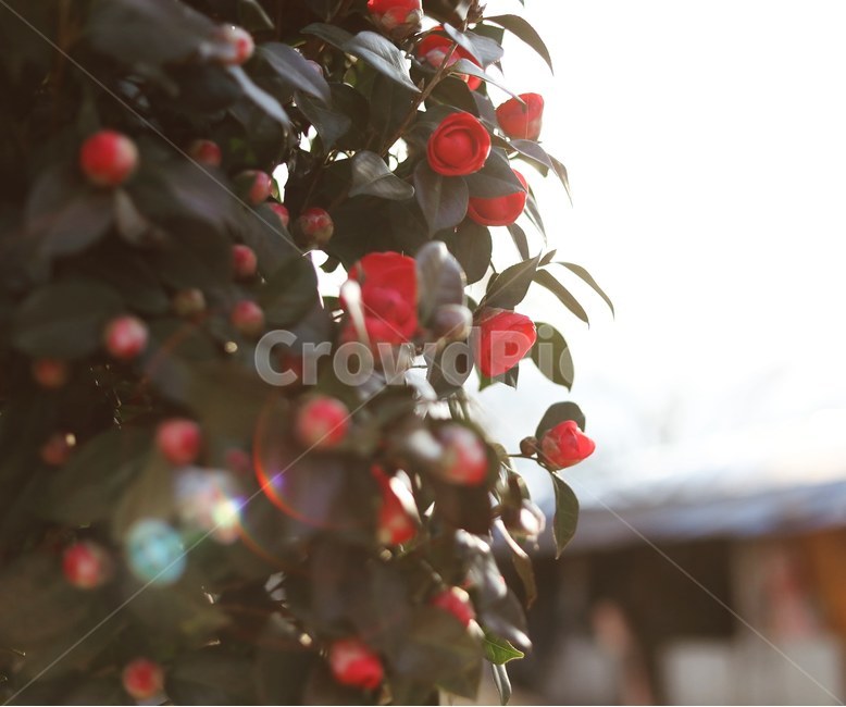 동백꽃,동백,꽃,나무,자연,풍경,식물,자연,plants,nature,꽃,flower,감성,sensible,feeling,휴식,힐링,rest,relaxation,healing