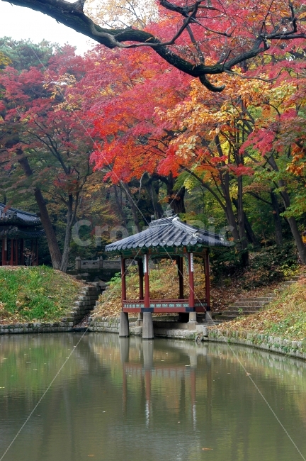 가을,단풍,창덕궁,비원,후원,가을풍경,정자,한국,한국전통,관람정,나뭇잎,자연,풍경,전통건축,관광,여행,연못,반영,전통,숲,자연,풍경,nature,landscape,가을,계절,fall,autumn,season,랜드마크,landmark,tourist attraction,한국전통,한국문화,korean traditional,korean culture,tree,나무,plant,식물