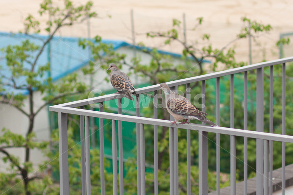 도시,야생동물,철새,산새,비둘기,산비둘기,bird,동물,animal,조류,새,birds