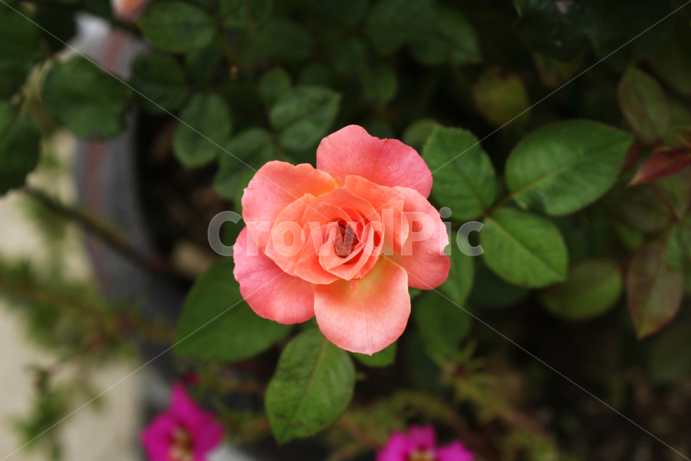 꽃,식물,flower,plant,야생화,식물,자연,plants,nature,꽃,flower