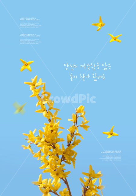 개나리,꽃,꽃잎,프레임,봄,감성,봄,계절,spring,season,꽃,flower,그래픽,일러스트레이션,graphic,illustration