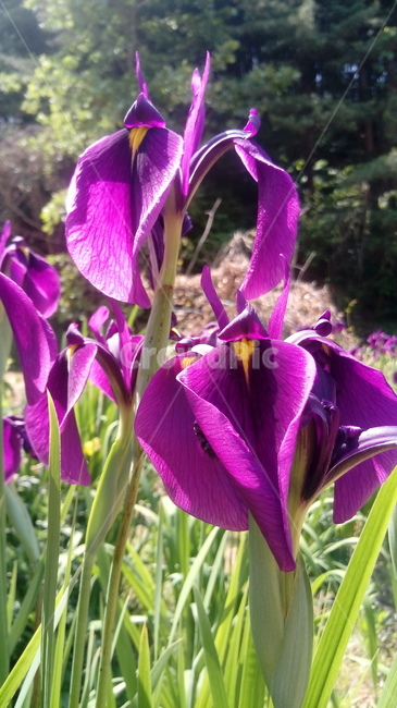 붓꽃,자주색,식물,자연,꽃,식물,자연,plants,nature,꽃,flower