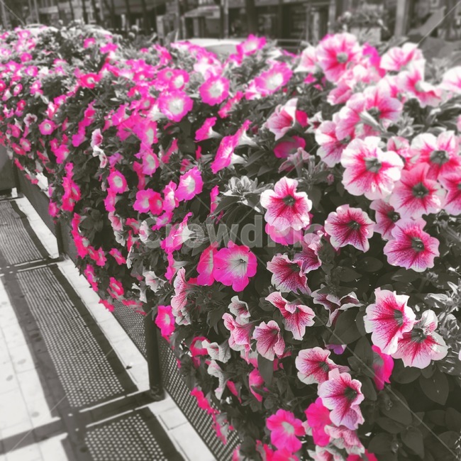 꽃,flower,길꽃,아름다움,봄,spring,봄꽃,자연,싱그러움
