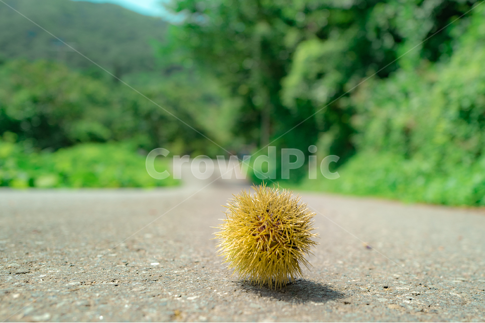 산,나무,밤,밤톨,가시,식물,plant