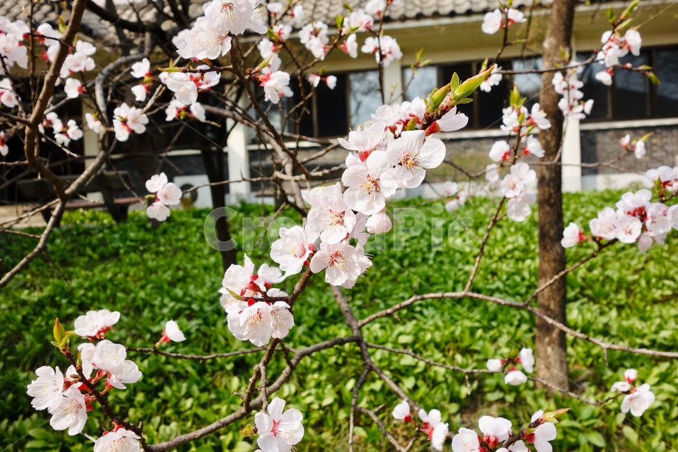 벚꽃,벚꽃가지,꽃놀이,봄,꽃,꽃잎,감성,설레임,청순,식물,꽃접사,plant,blossom,flower,cherryblossom,spring