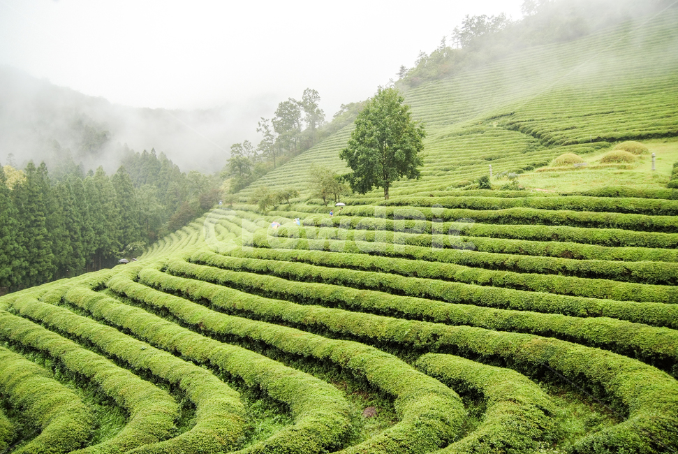 보성,녹차밭,자연,대한다원,풍경,초록색,나무,깨끗함,greentea,nature,plants,landscape,자연,풍경,nature,landscape,한국자연풍경,한국자연경관,korea nature landscape