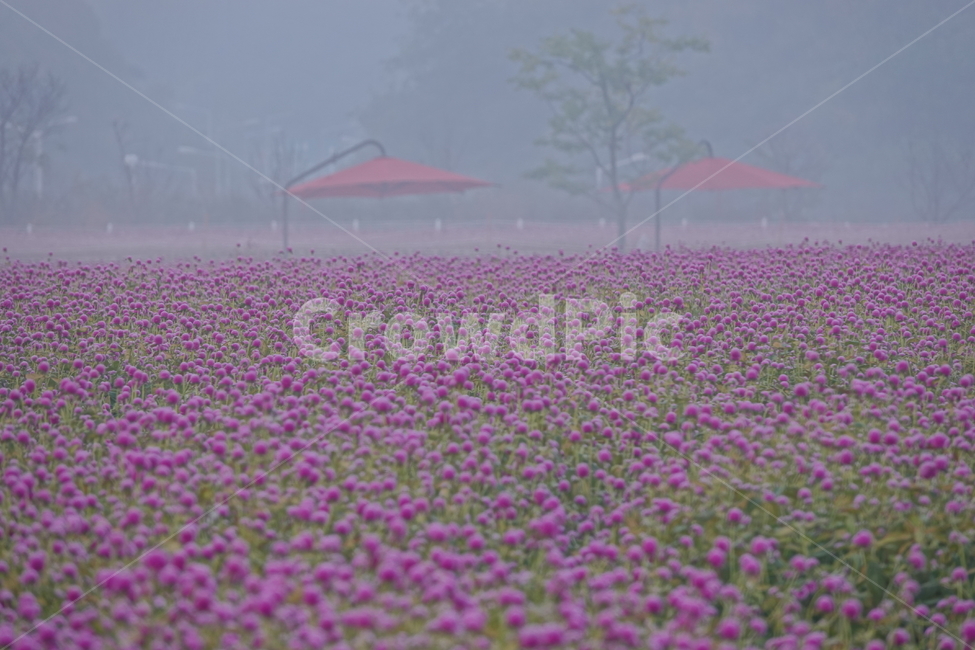 nature,자연,weather,날씨,outdoors,옥외,공원,꽃밭,천일홍,꽃