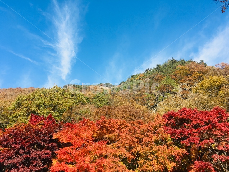 잎,leaf,plant,식물,tree,나무,maple,단풍,가을,계절,fall,autumn,season