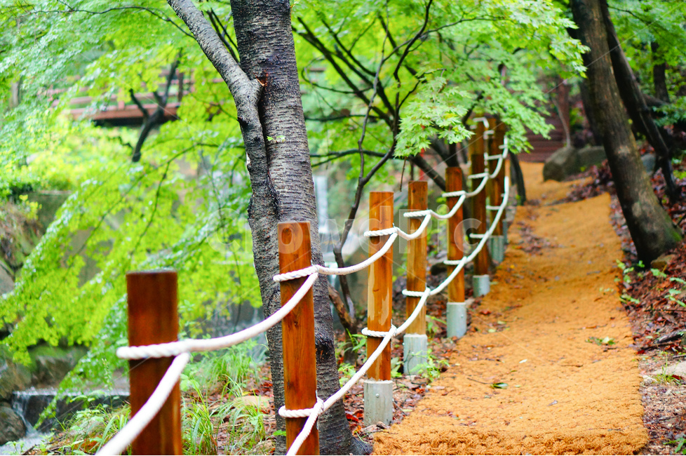 산책길,나무,봄,풍경,연두,식물,자연,plants,nature,나무,trees,wood
