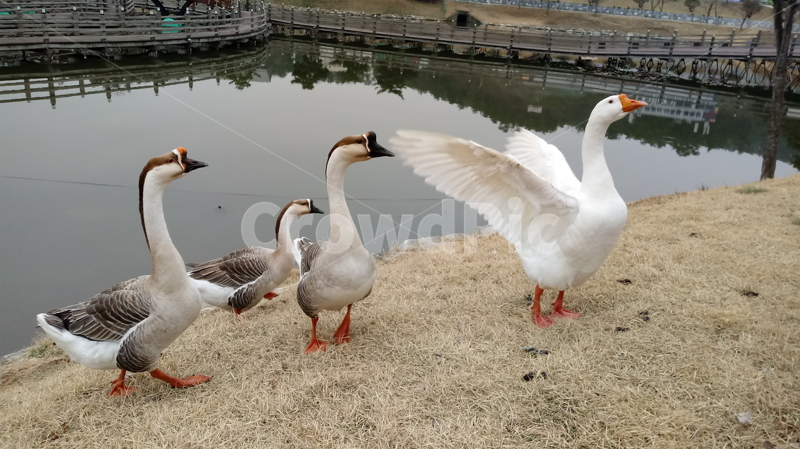 자연,공원,새,거위,animal,goose,bird,호수,물,유원지