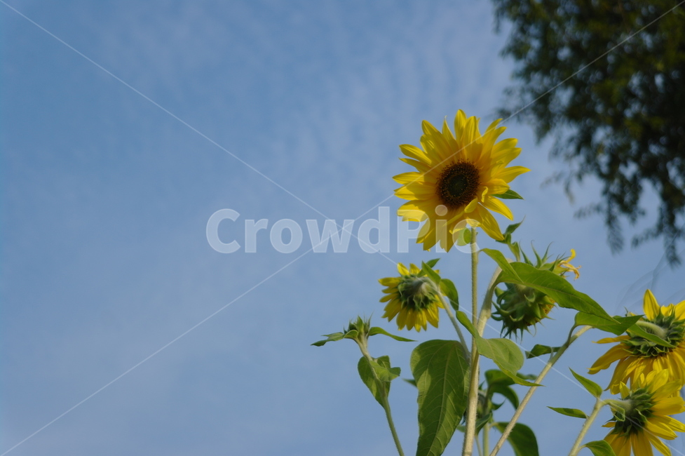 봄,꽃,자연,하늘,해바라기,식물,자연,plants,nature,꽃,flower