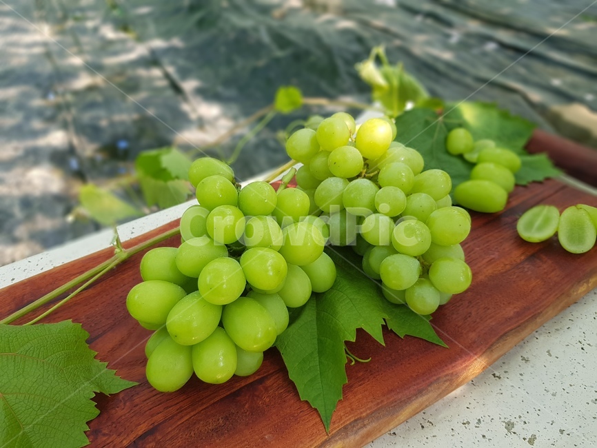 fruit,과일,grapes,포도,도마,농장,샐러드,샤인머스캣,샤인머스켓,샤인마스캇,망고포도