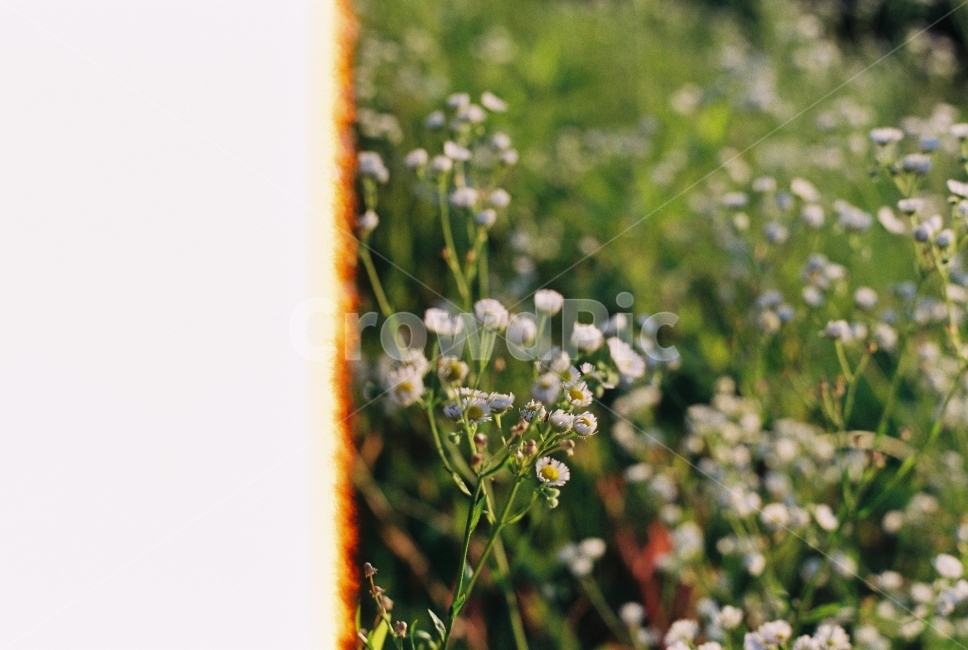 꽃,개망초,필름사진,filmphotography,탄사진,봄,식물,자연,plants,nature,꽃,flower,감성,sensible,feeling