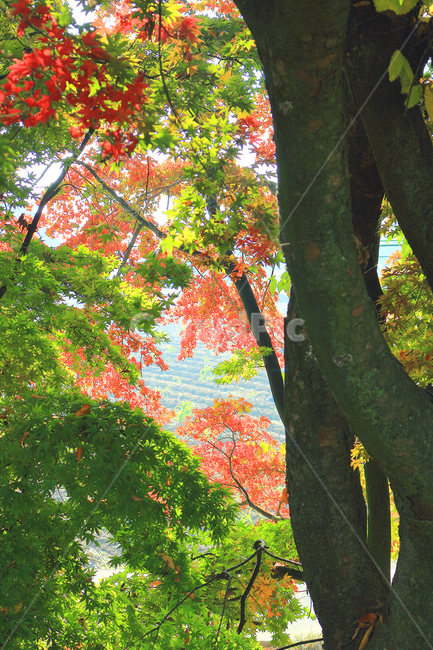 tree,나무,plant,식물,treetrunk,나무줄기,leaf,잎,maple,autumn,fall,가을,단풍,가을,계절,fall,autumn,season