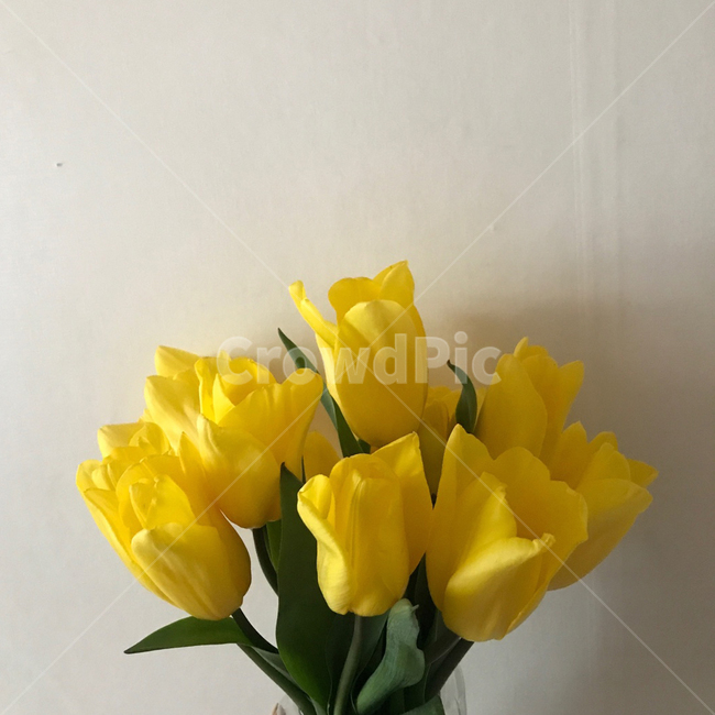 튤립,tulip,꽃,노란색,옐로우,yellow,flower,자연,꽃다발,선물,감성,감성사진,봄,spring