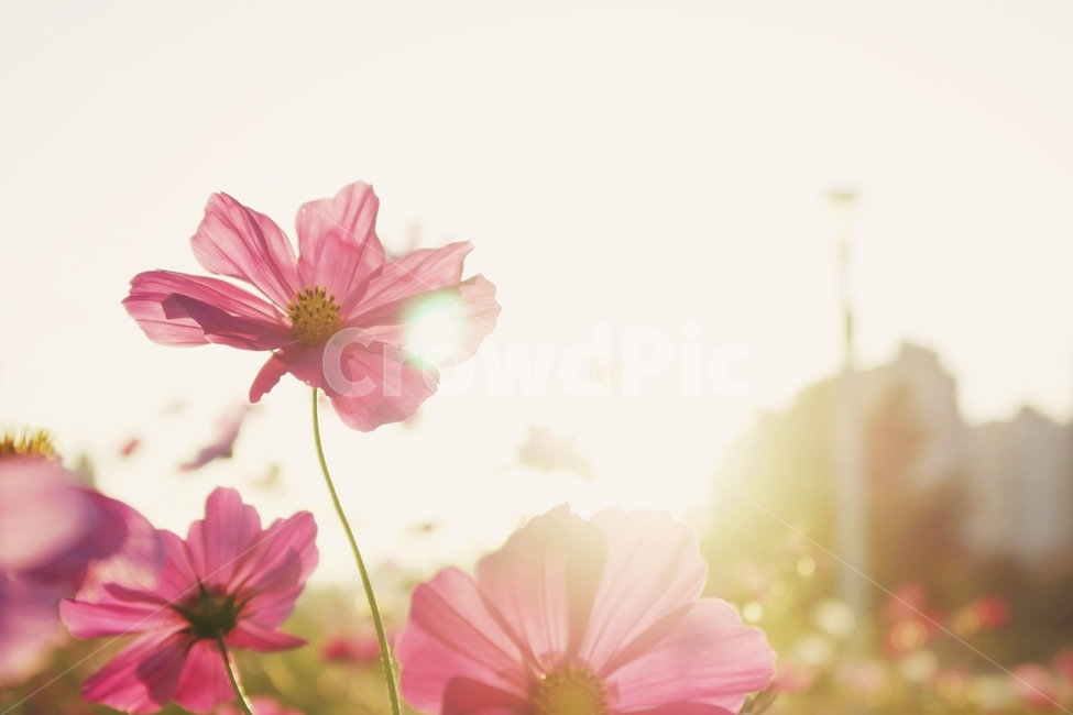 코스모스,가을,가을꽃,꽃,햇살,가을,계절,fall,autumn,season,식물,자연,plants,nature,꽃,flower,plant,blossom,petal,꽃잎
