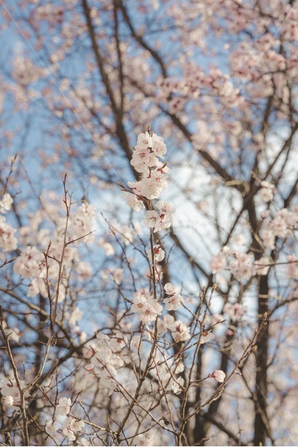 꽃,봄,벚꽃,설렘,사랑,연애,데이트,봄,계절,spring,season,식물,자연,plants,nature,꽃,flower,plant,blossom,cherry blossom